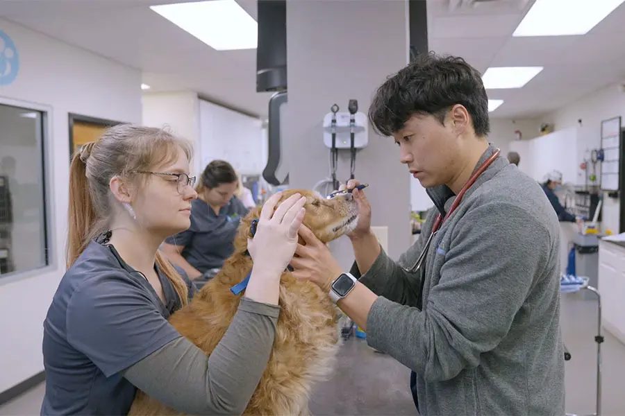 Veterinary technicians examining dog