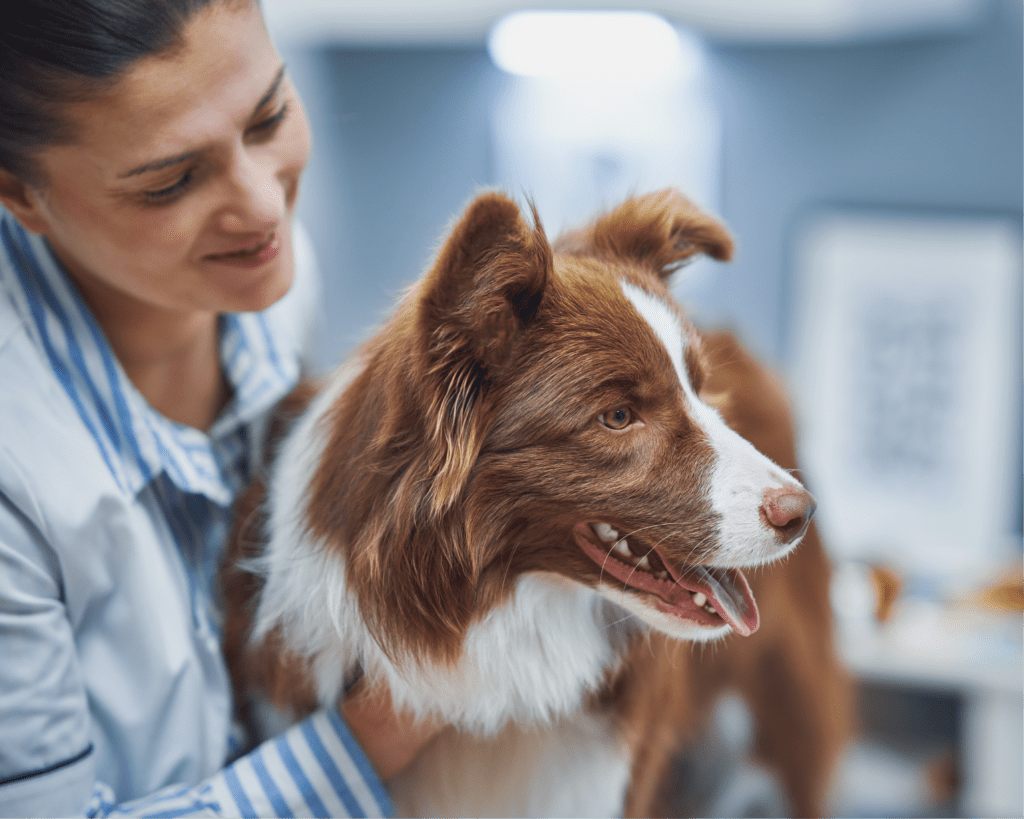 A veterinarian checking the vitals on a shepherd dog in an exam room.