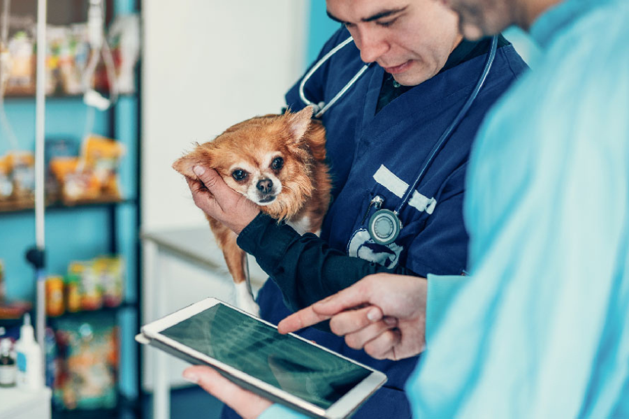 Vet tech consulting with veterinarian about dog patient details