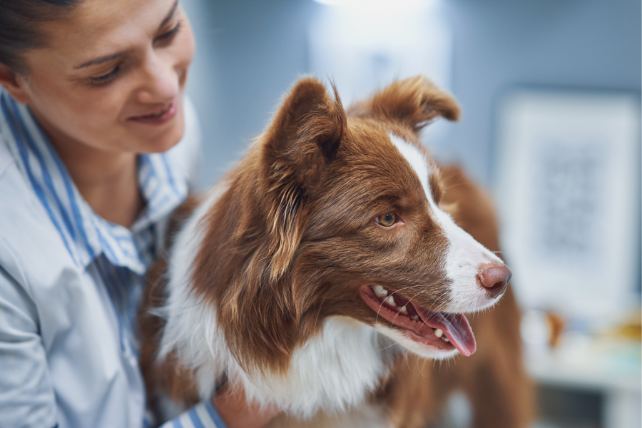 Veterinarian in exam room with border collie dog