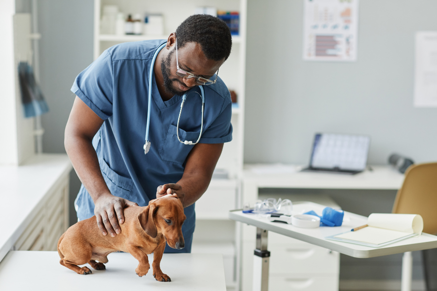 Veterinarian performing an exam on Dachshund