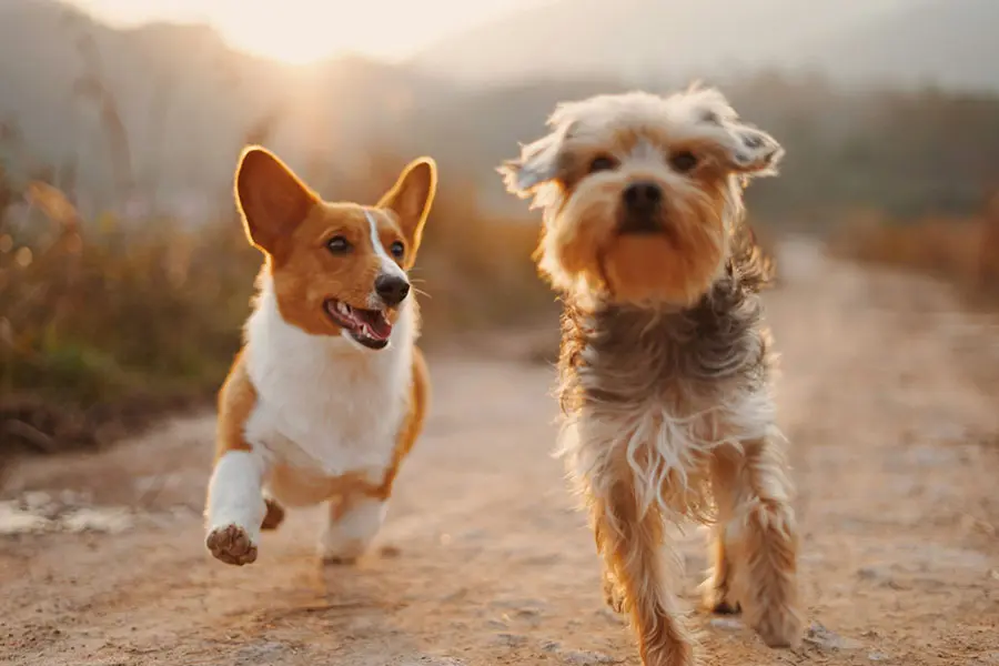 dogs running together outside