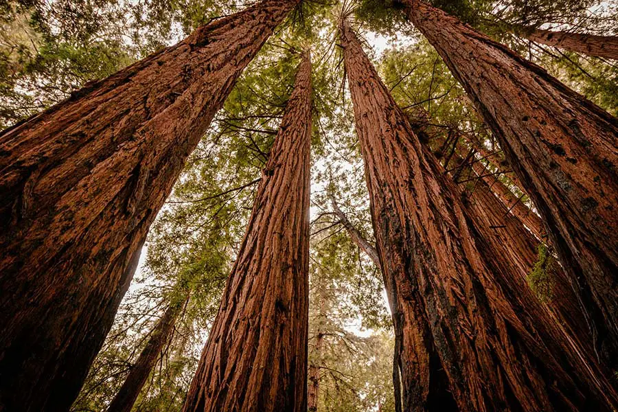 redwood trees