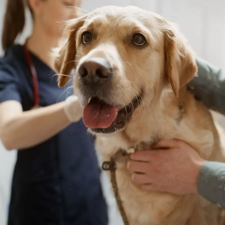 veterinary technician examining dog