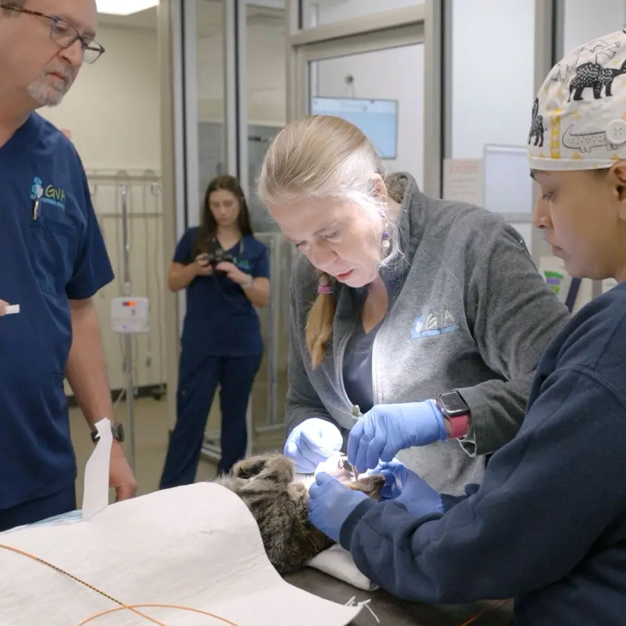 Hospital staff performing dental procedure on cat